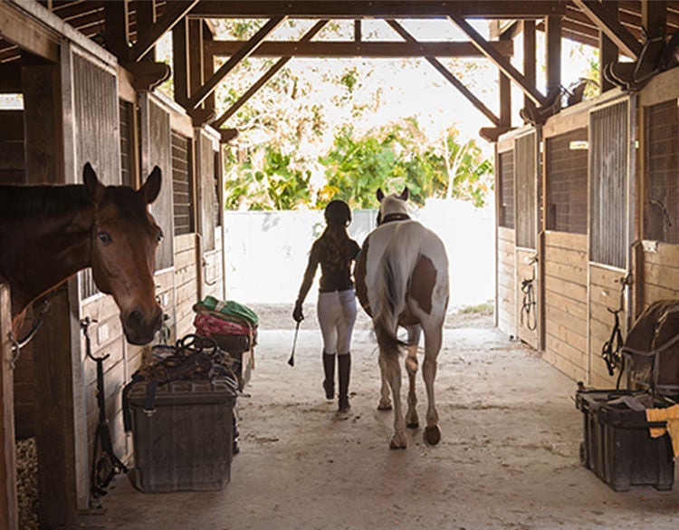 Un centre équestre avec des chevaux surveillé par une caméra de sécurité Arlo Go 2