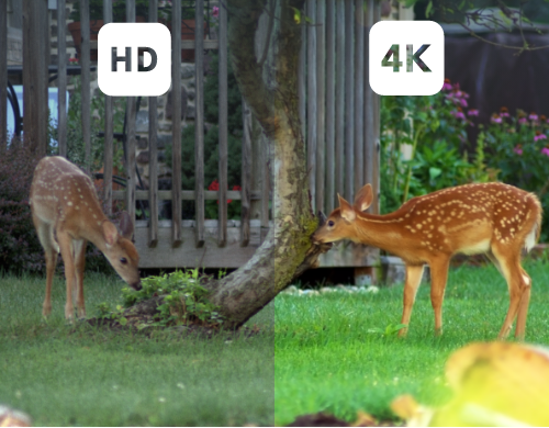  Deux images de cerfs montrant la différence entre la vue de qualité HD et 4K de la caméra de sécurité